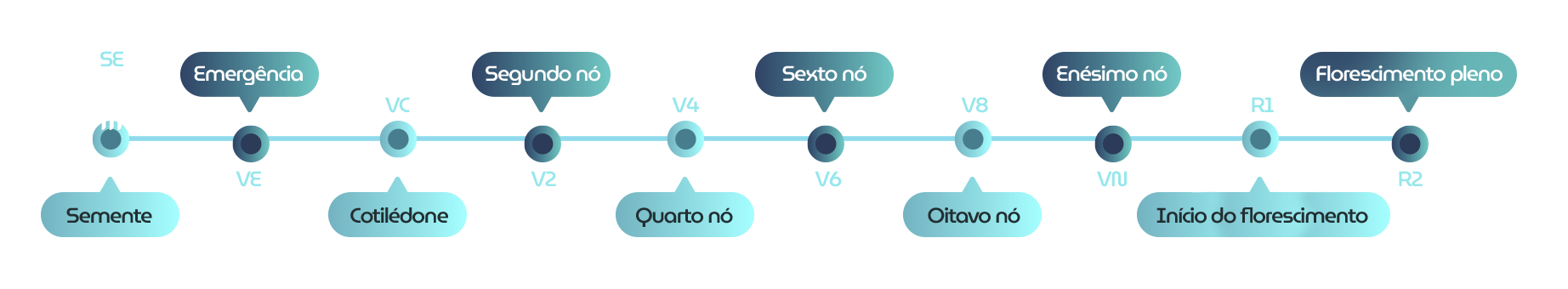 Linha do tempo dos estágios de crescimento