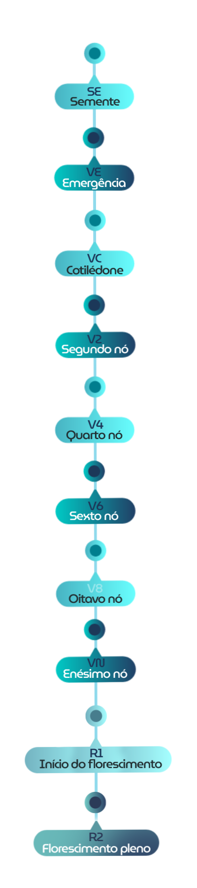 Linha do tempo dos estágios de crescimento