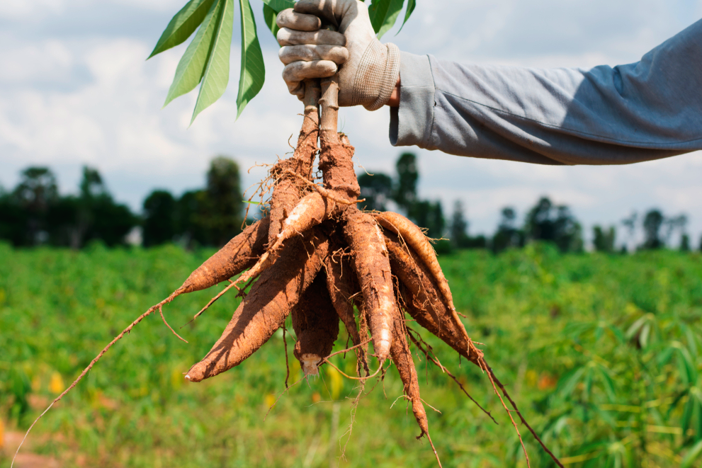Semeadura e emergência