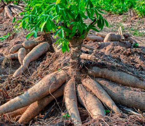 Desenvolvimento do legume