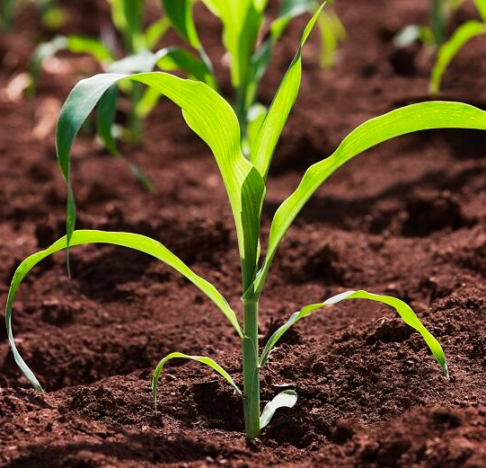 Desenvolvimento do legume