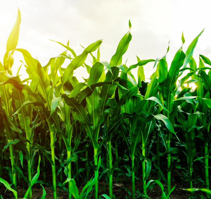 Semeadura e emergência