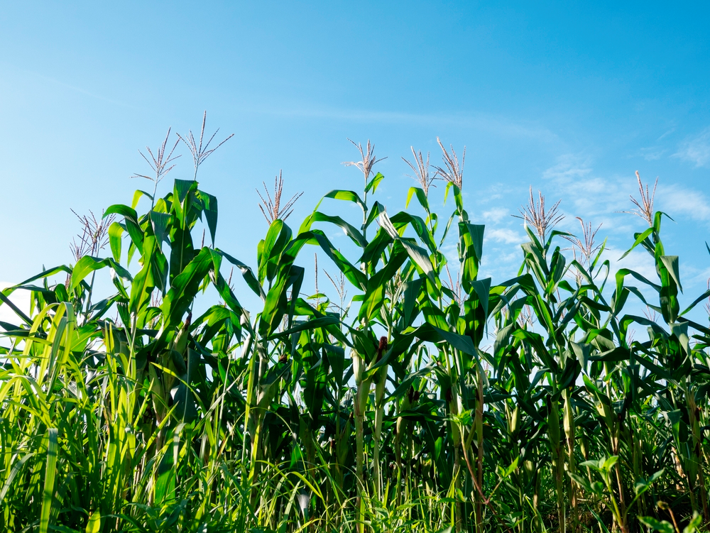 Semeadura e emergência