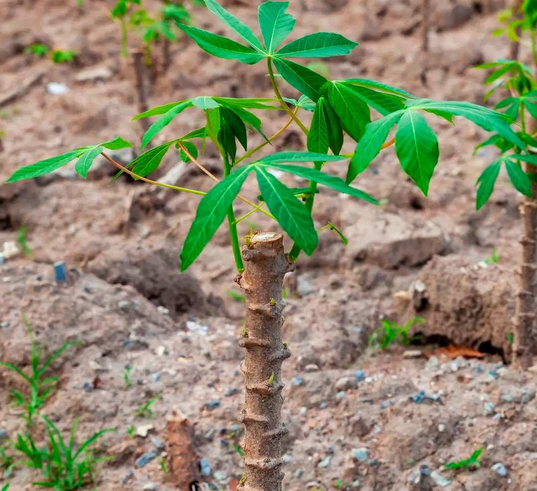 Semeadura e emergência