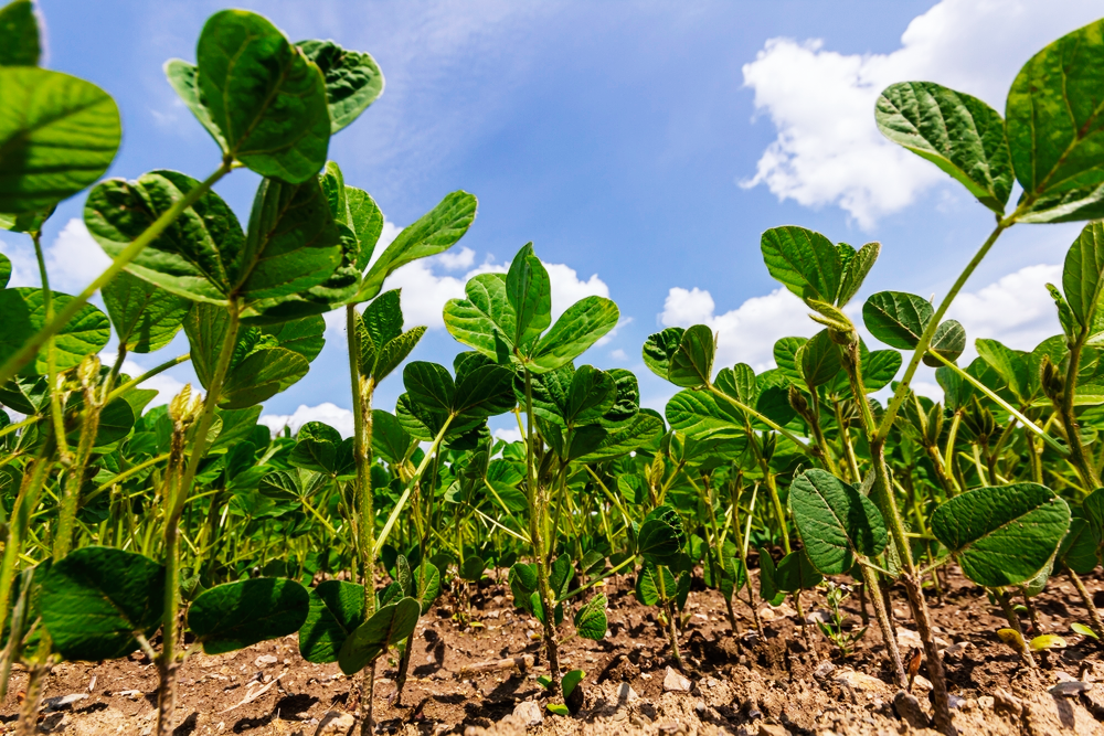 Semeadura e emergência
