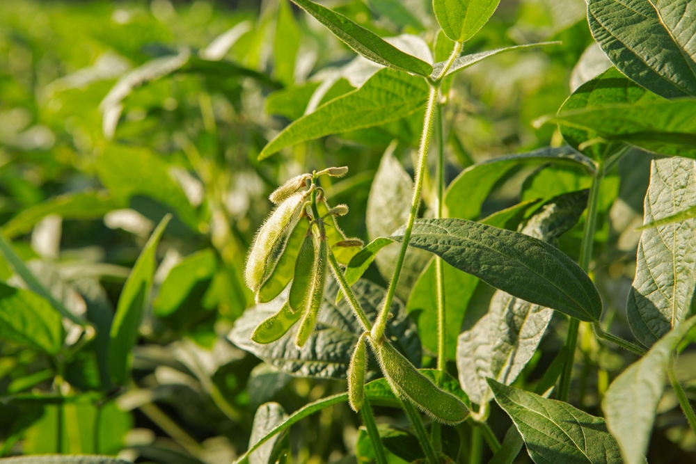Semeadura e emergência