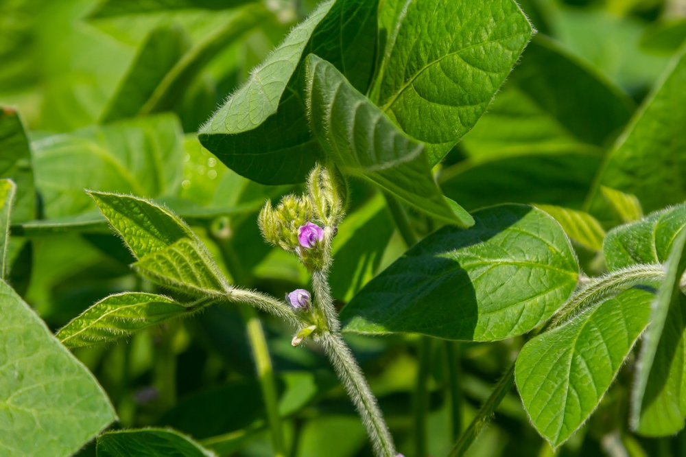 Semeadura e emergência